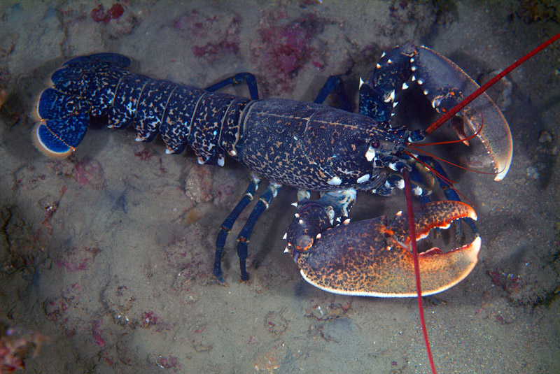 Homarus gammarus